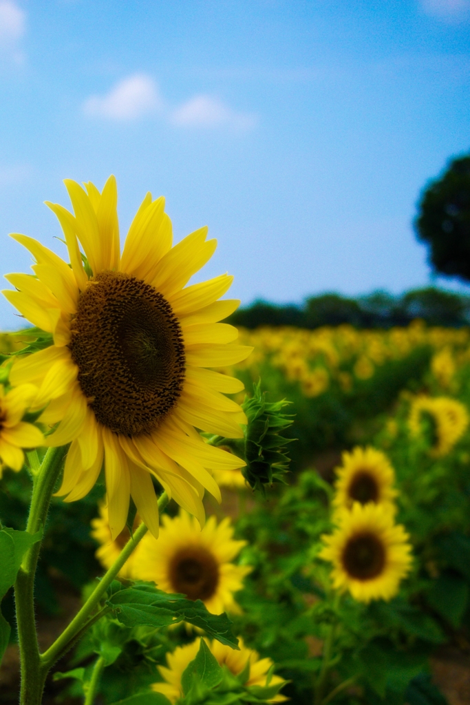 I Girasoli