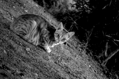 Black&White 03