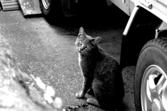 Black&White 15