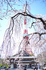 東京タワーとしだれ桜