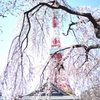 東京タワーとしだれ桜