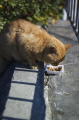 お食事
