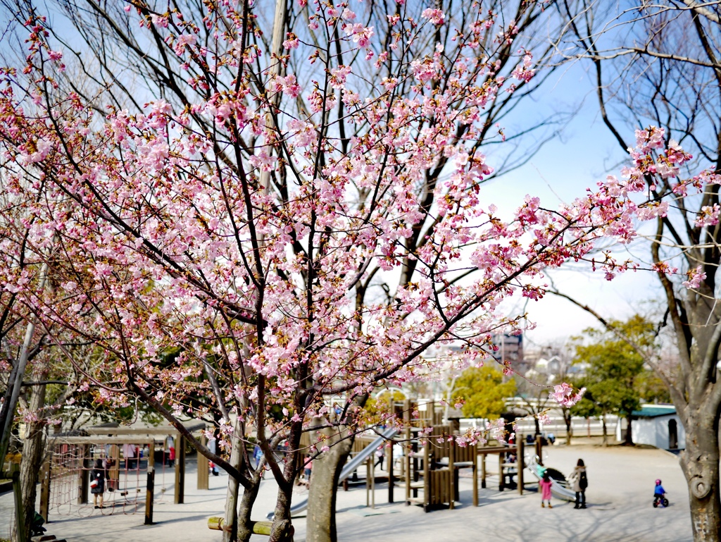 河津桜ほぼ満開