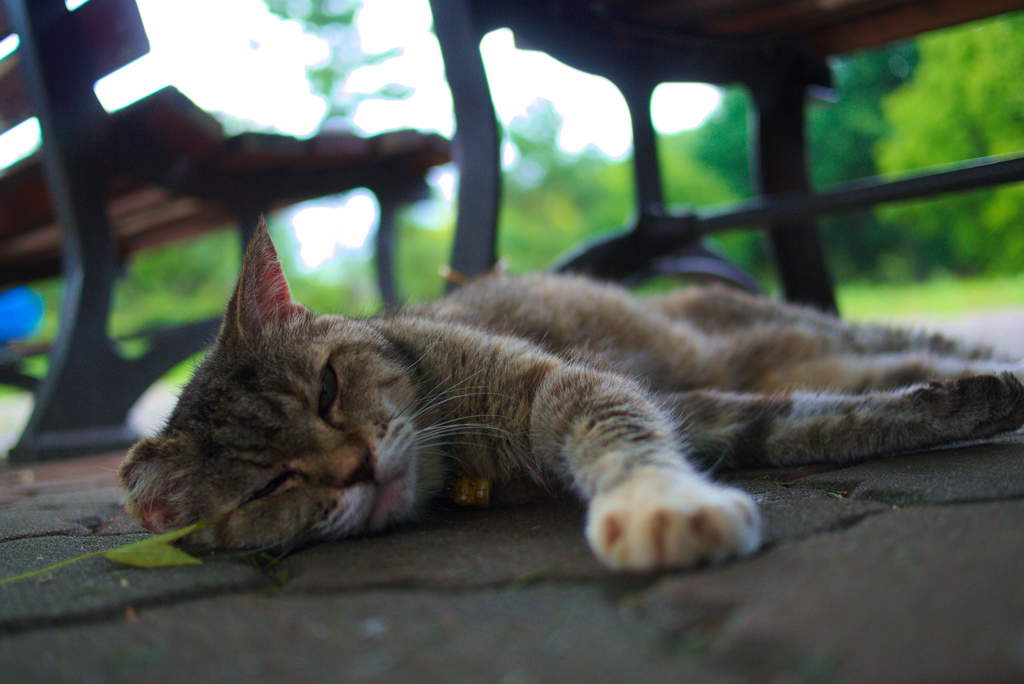 夏バテね。