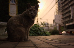 夕暮れ時。