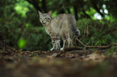 じゃぁボク行くよ。