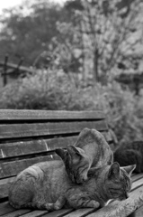 Black&White40
