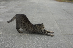 ヨガ! 猫のポーズ！