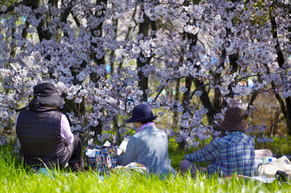 桜の同窓会