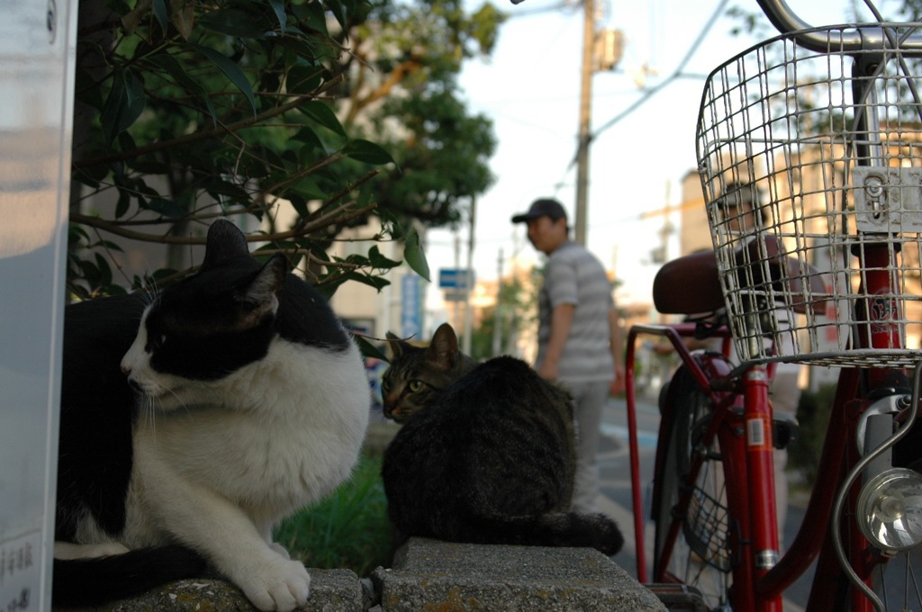 あっち向いてホイ