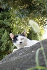 猫じゃらしぃ〜。