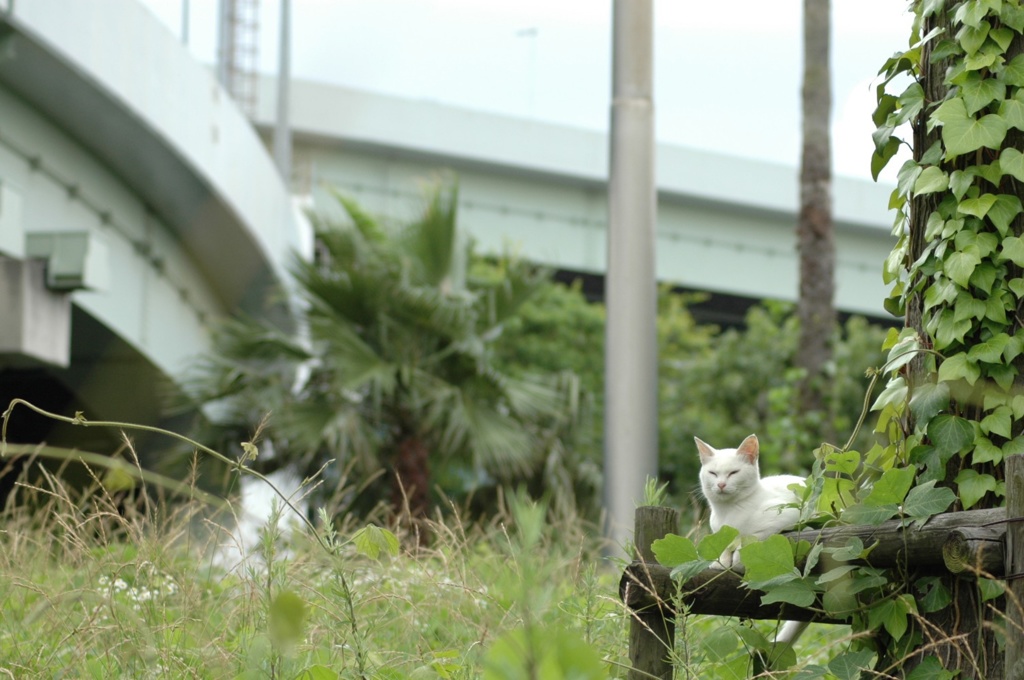 大浜公園のねこ_2