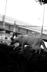 Black&White 02
