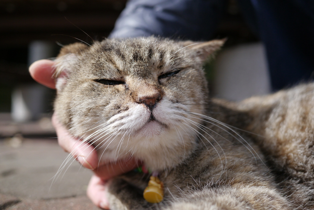 今年の猛暑もよく耐えたね。