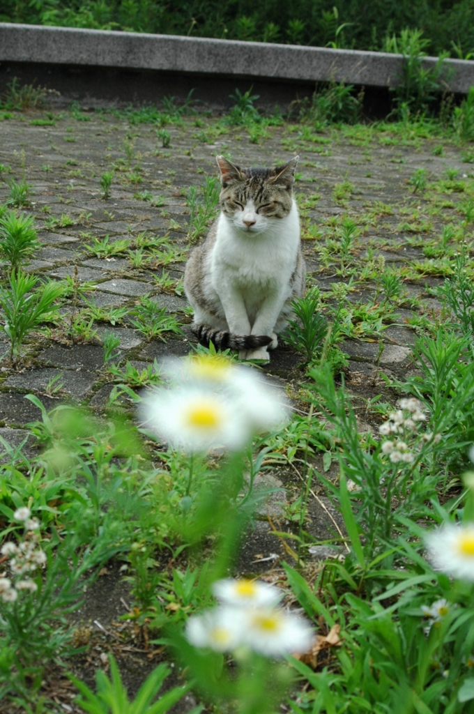 大浜公園のねこ_4