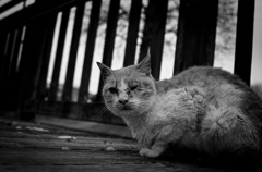 Black&White 32