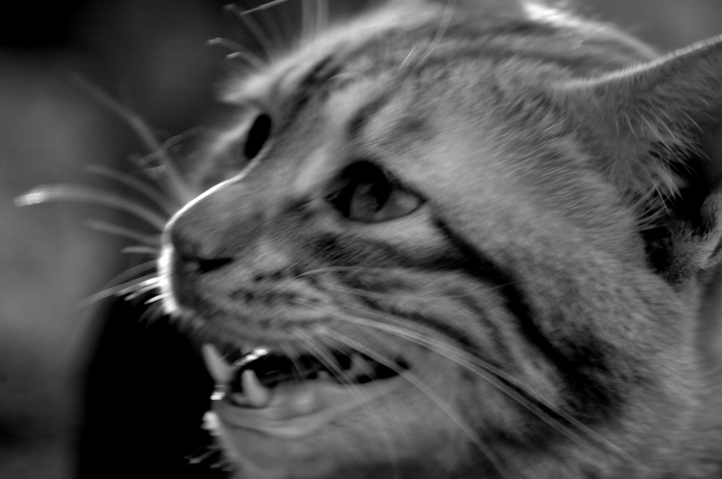 Blac&White 11