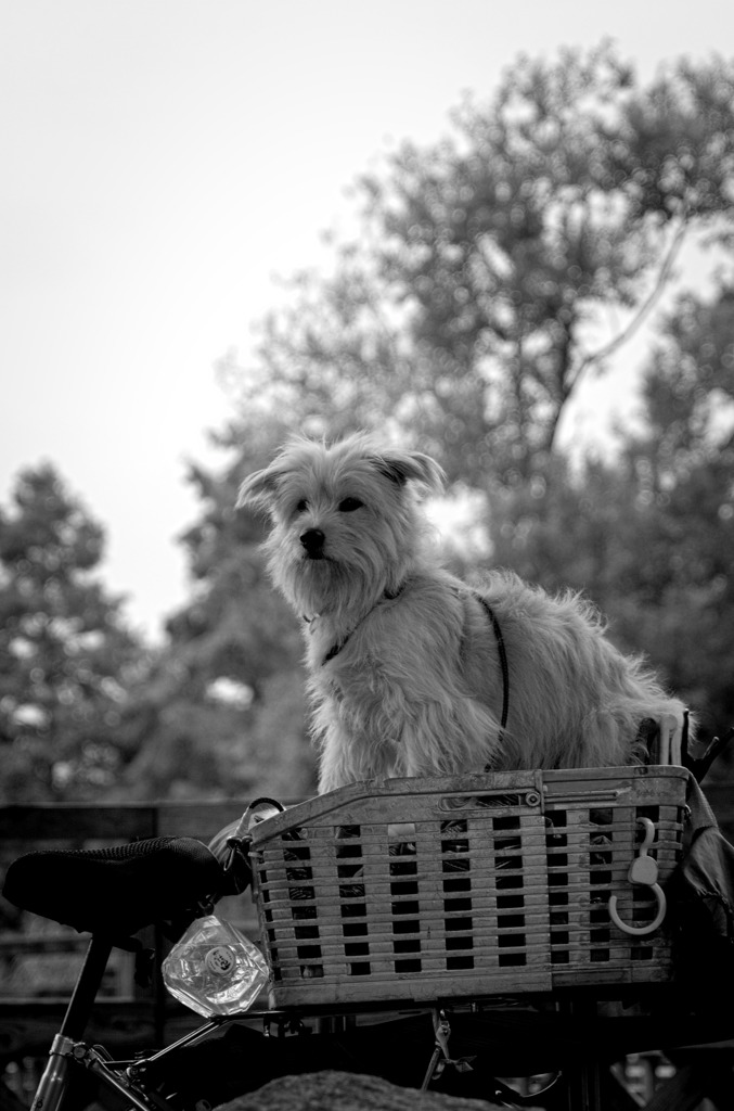 Black&White 27