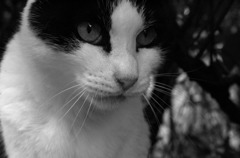 Black&White 28