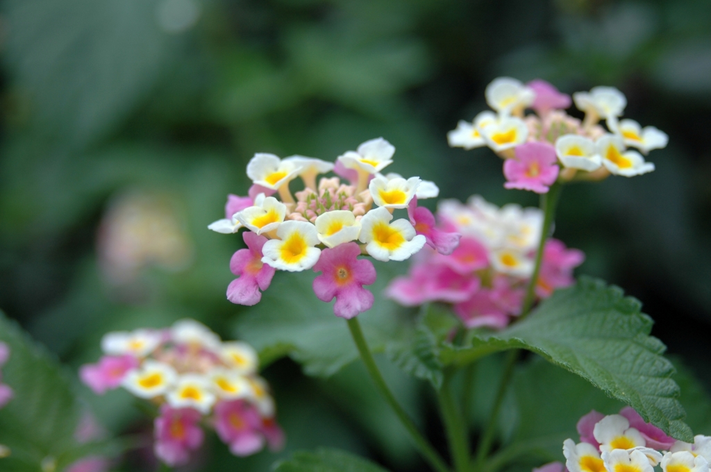 花の名前が分からず