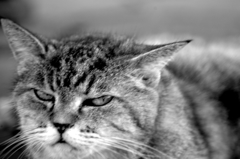 Black&White 06