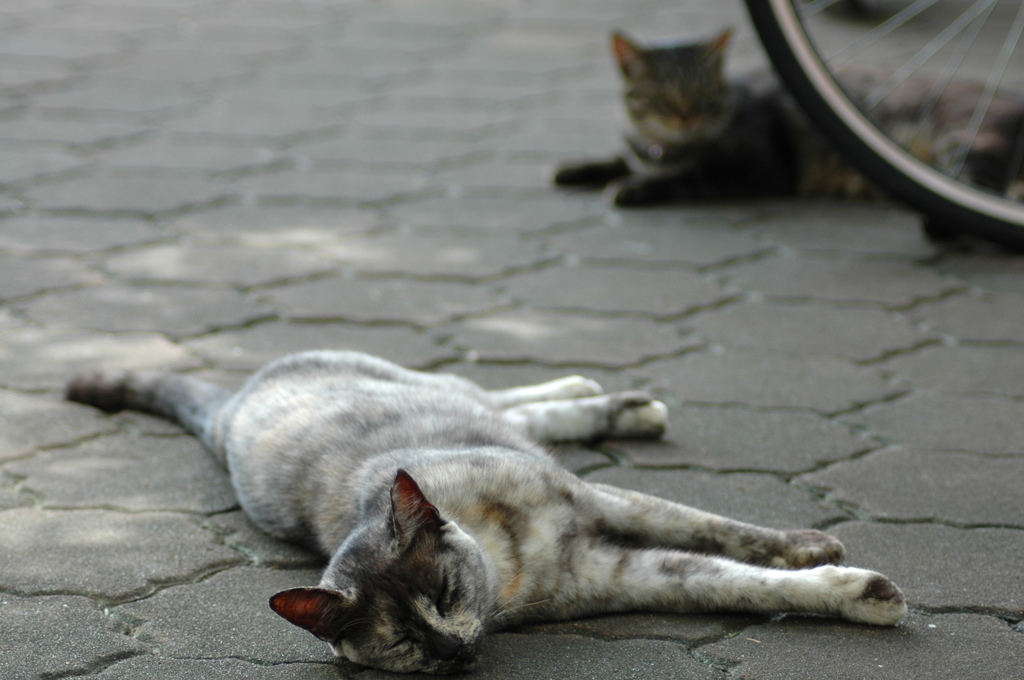 暑いから猫中症対策してね。