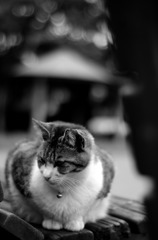 Black&White 49