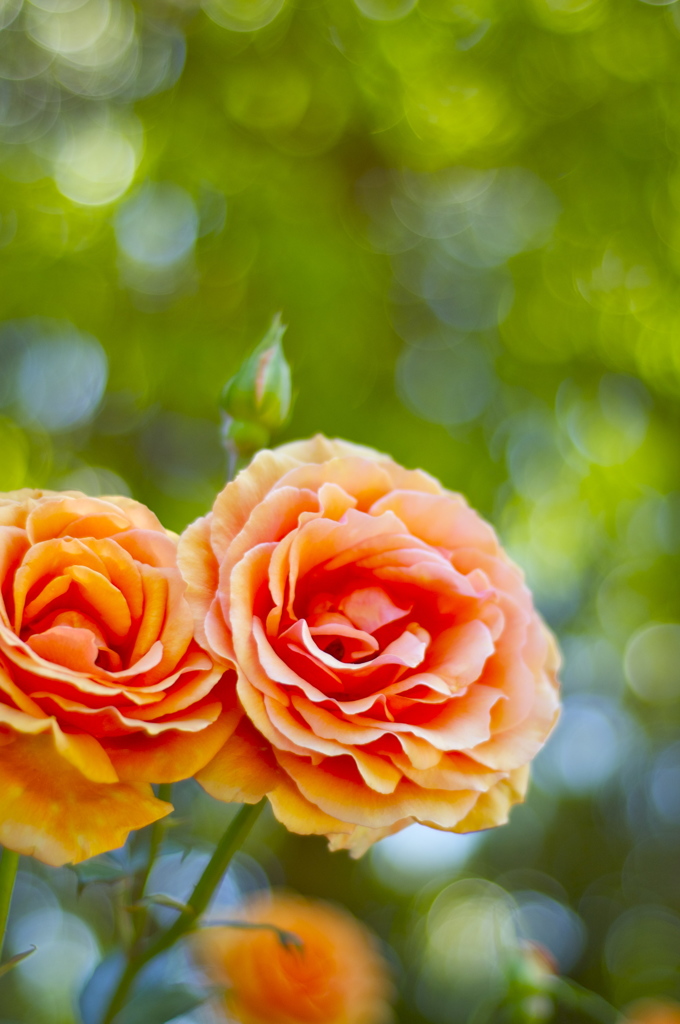 薔薇