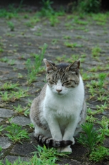 大浜公園のねこ_3