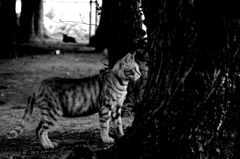Black&White 01