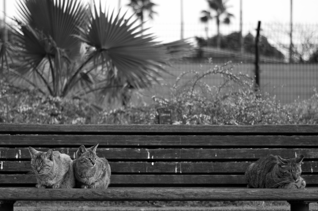 Black&White 41