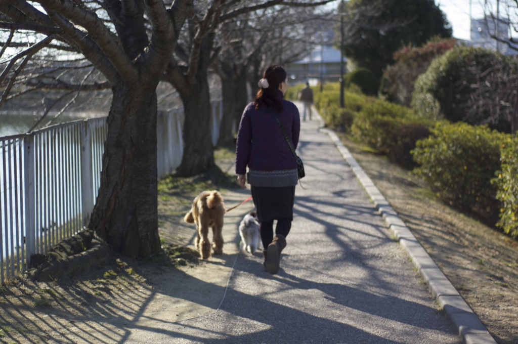 夕暮れの遊歩道。