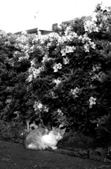 Black&White 42