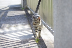 お母さんを探して