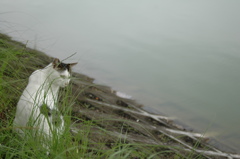 涼しい水辺。