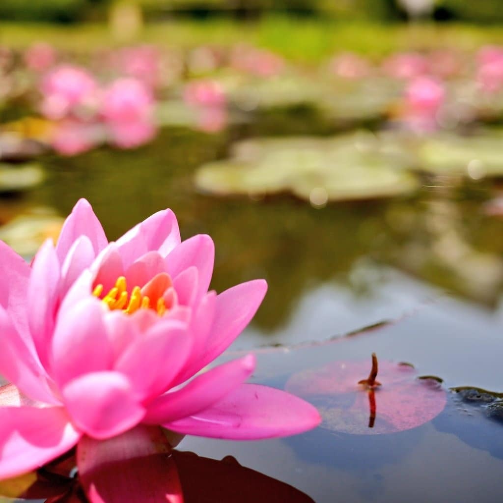 蓮の花