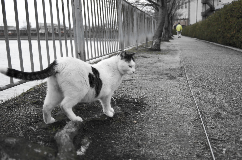 Black&White 34