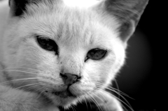 Black&White 08