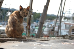 可愛い猫好きは要注意。