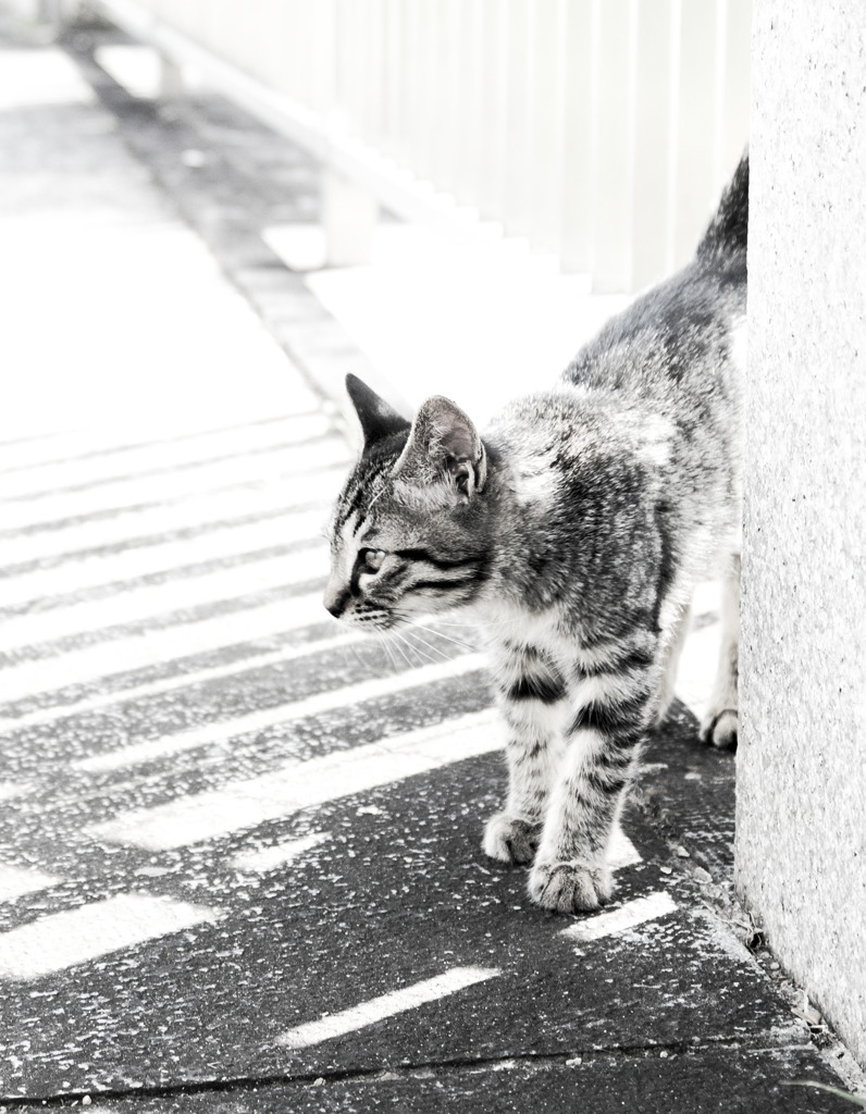Black&White 30