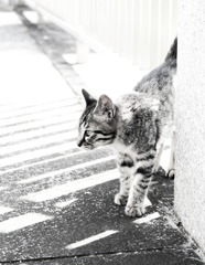 Black&White 30