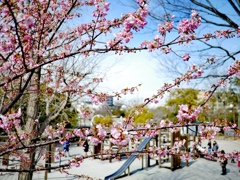 河津桜がもう咲いてます。