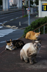 三匹が行く。