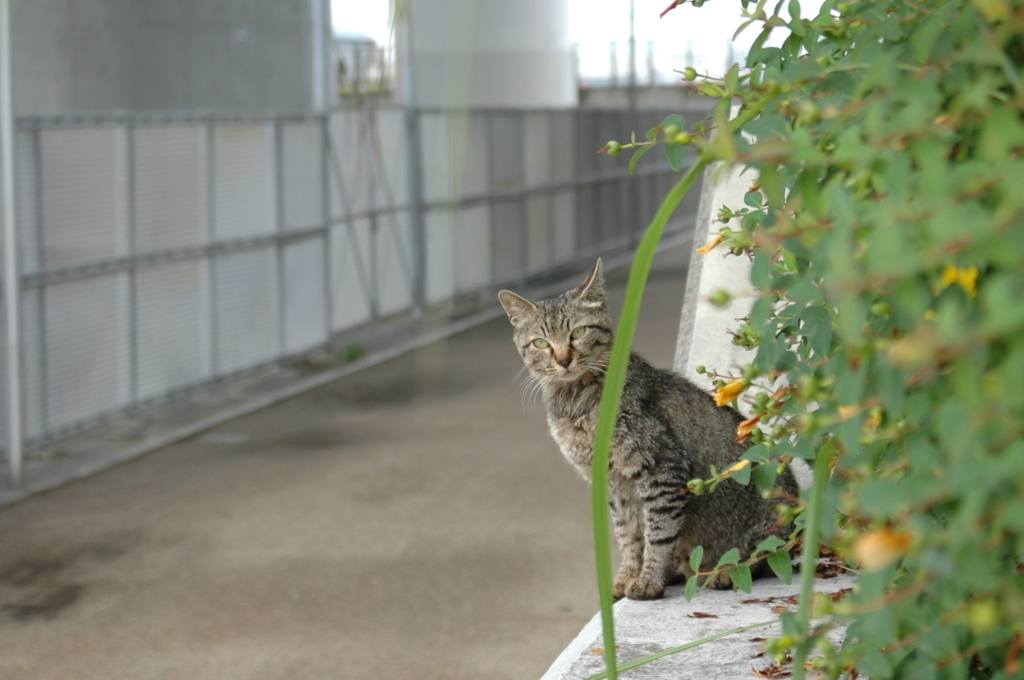 大浜公園のねこ_5