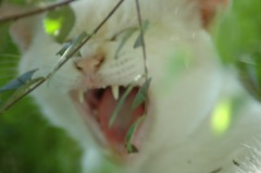 ふんにゃぁぁ〜