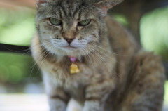 梅雨の合間の猛暑でも元気ですよぉ。