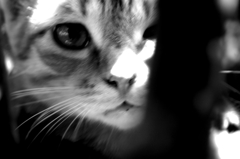 Black&White 04