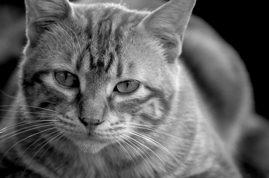 Black&White 09