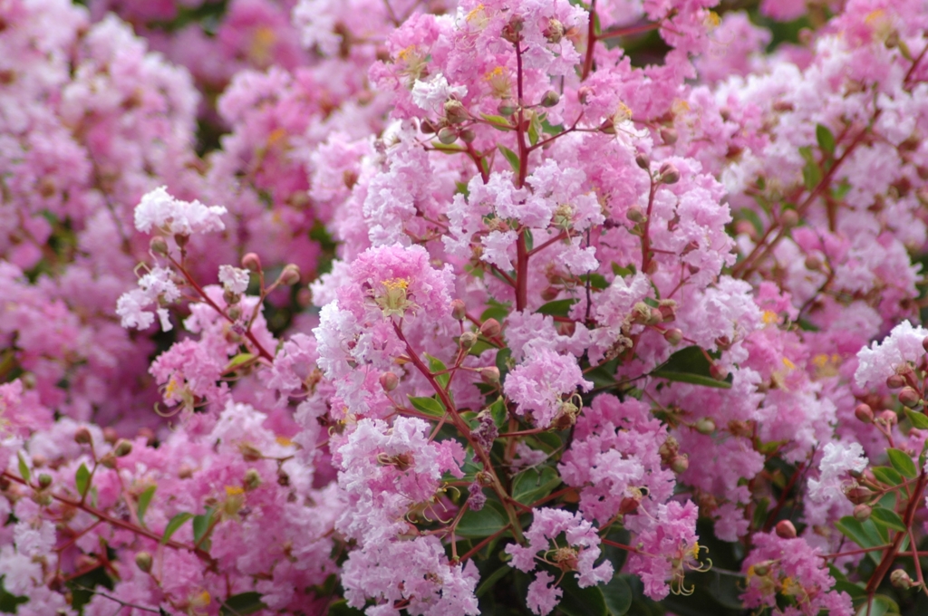 サルスベリの花