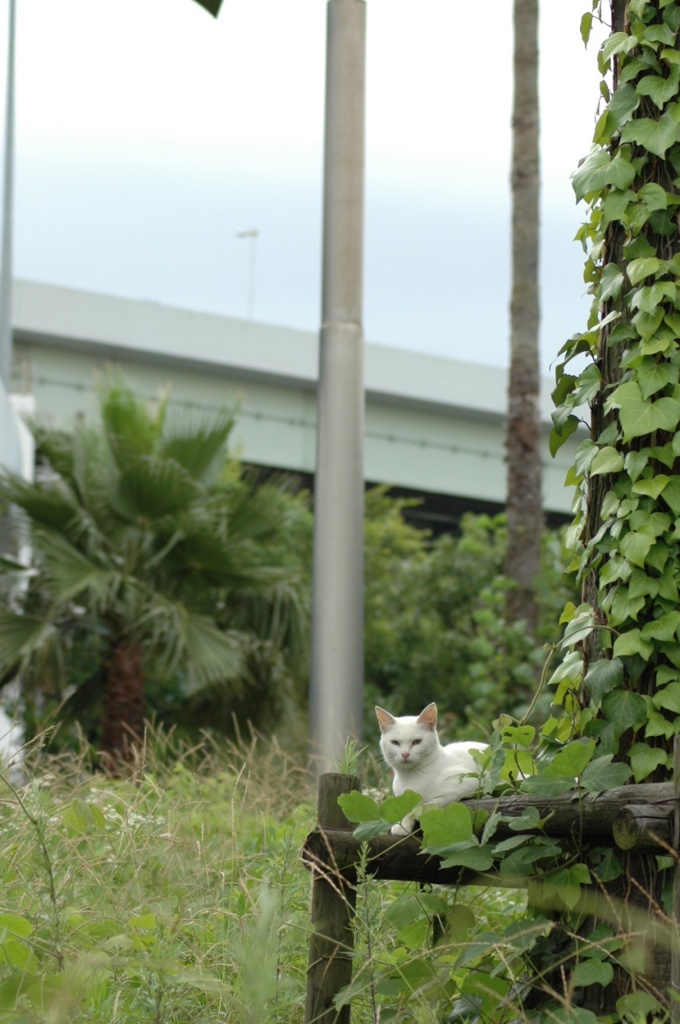 大浜公園のねこ_1